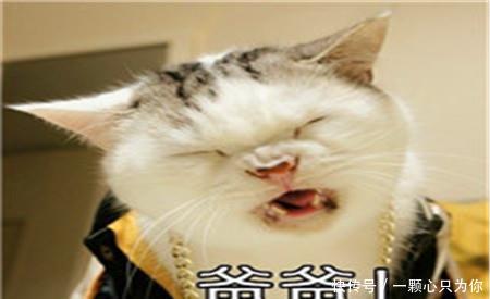 驾照不足三年想跑滴滴