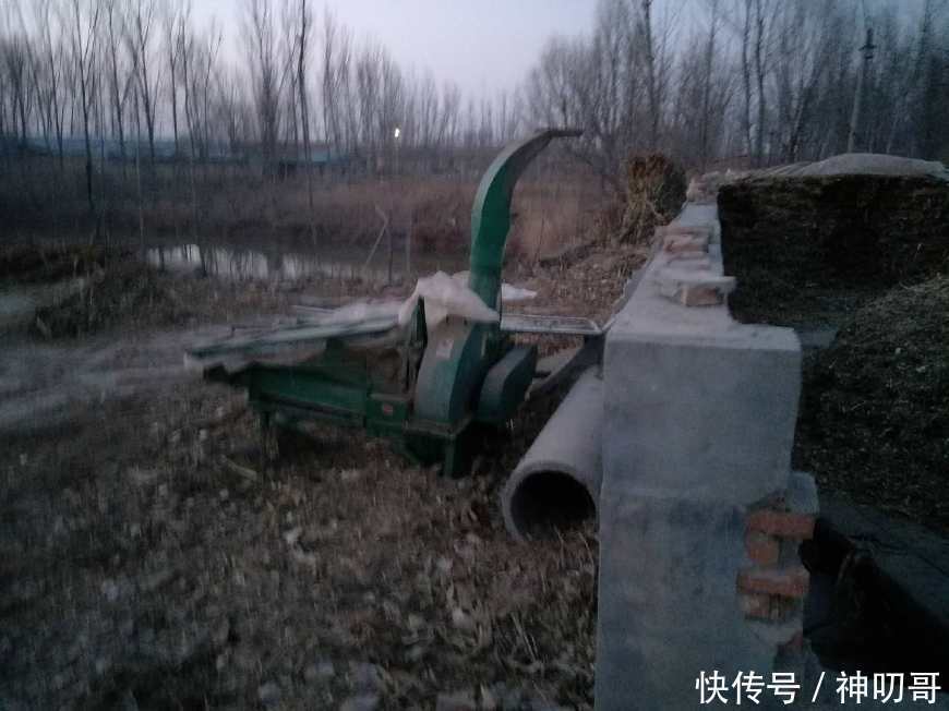 农村男子不甘平凡,靠养牛发家致富