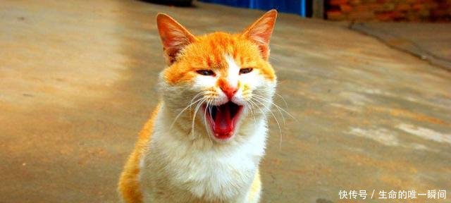 猫咪叫个不停怎么办,该如何让它安静下来!