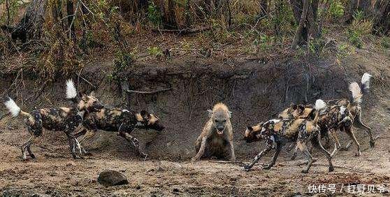 非洲大草原上的生死对头 非洲鬣狗VS非洲野狗