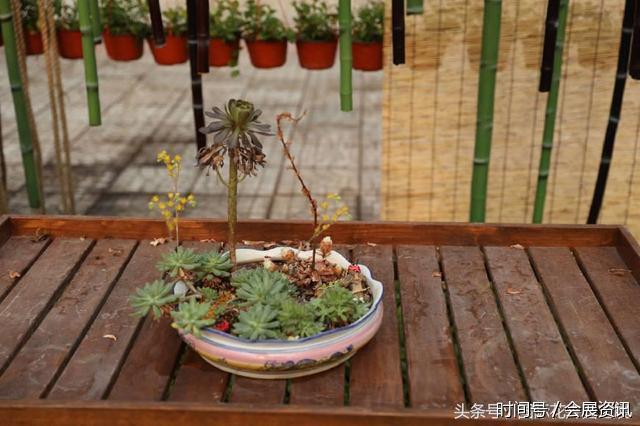 在花卉展上大放异彩的多肉盆景-郑州国际花卉展(图1)