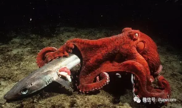 海洋世界中的10种最大的生物