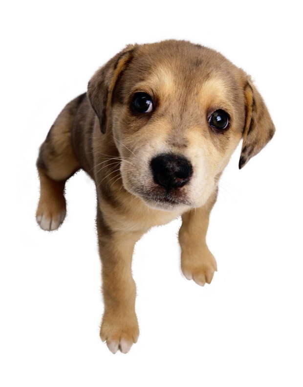 小学评选优秀班干部演讲稿_360问答