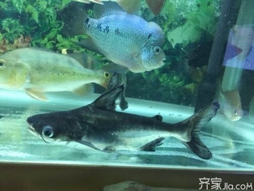 Neon Silver <strong><mark>arowana</mark></strong> (new Species)