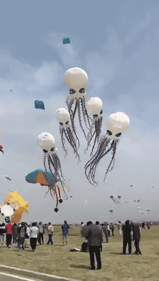 t01cf3f00164c068566.gif?size=544x960
