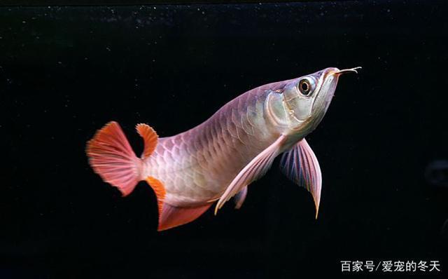 古塔區(qū)天合羅漢魚經(jīng)銷處