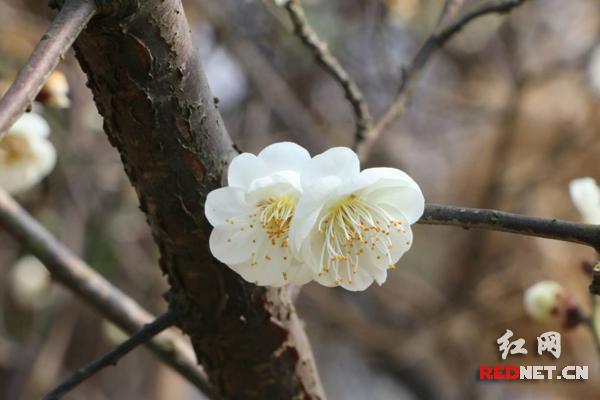 学期伊始春意浓 来湖南中医药大学寻芳吧