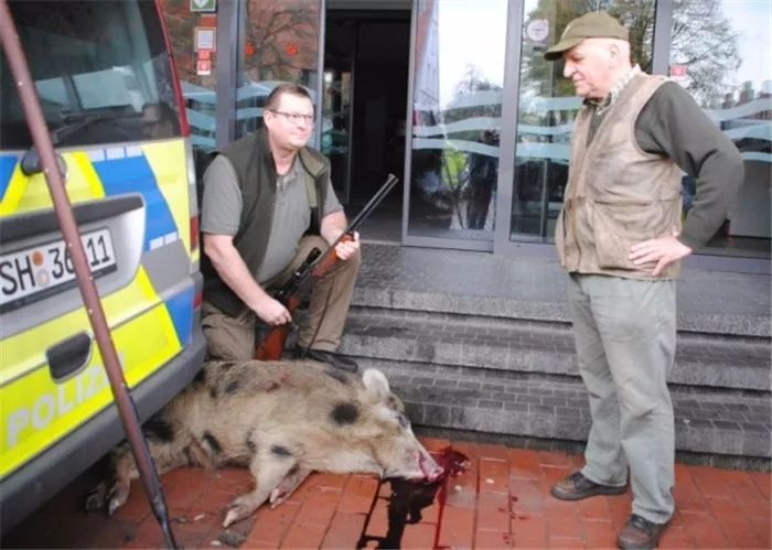 日本野猪暴走袭人 咬伤高中女生臀部,逃窜途中