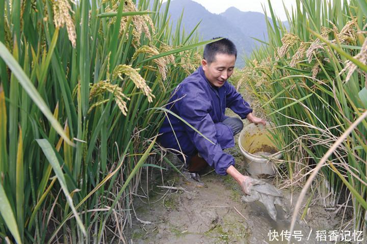 农民把稻谷与它混合种养，每亩增收近万元