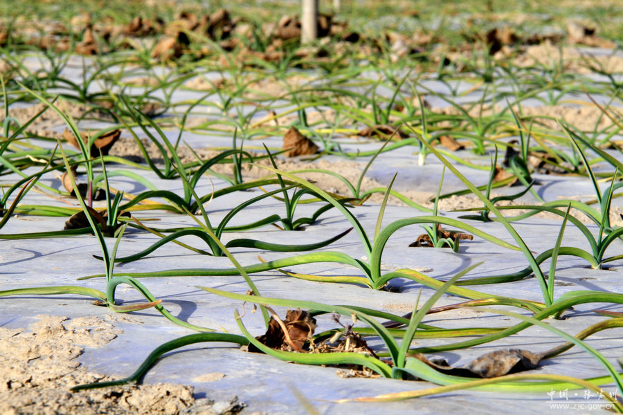 梁山镇:紫皮蒜托起村民致富梦
