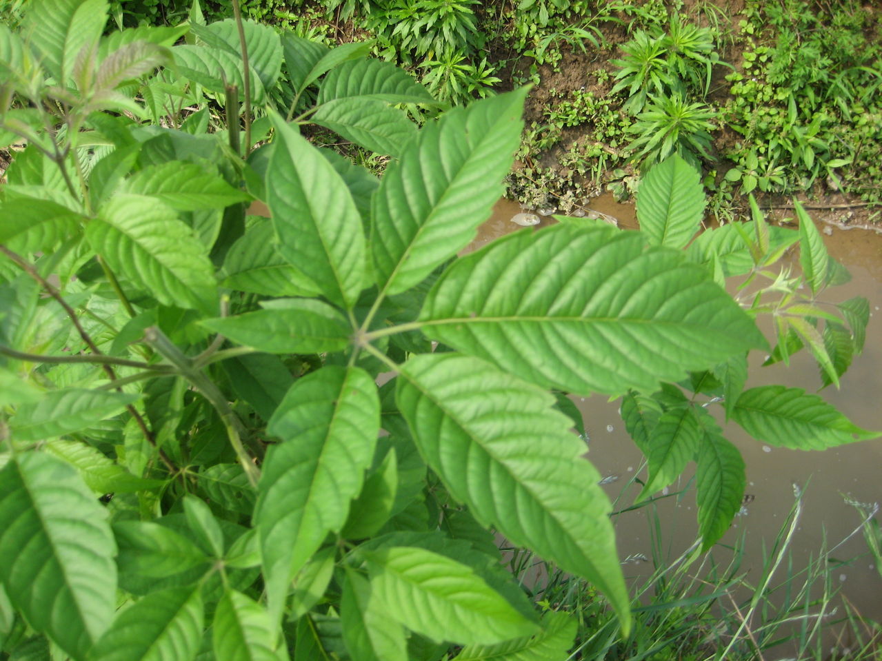 黄荆叶