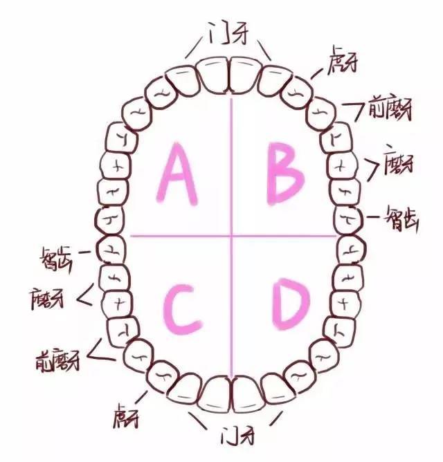 而是最部位的女人不是胸,不是腿,性感这里和性感可爱英文名字的图片