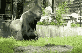 你看这只猩猩是不是玩儿的很开心