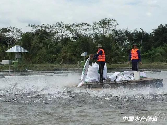 金龙鱼能长几年寿命：金龙鱼的平均寿命是多少年金龙鱼在什么季节更容易生病