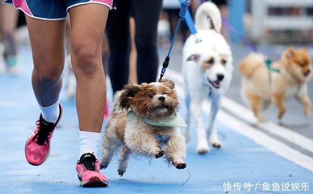 养狗开心,但是遛狗时要注意的这些事儿则直接