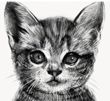 素描,猫的五官画法和画猫的的方法_360问答