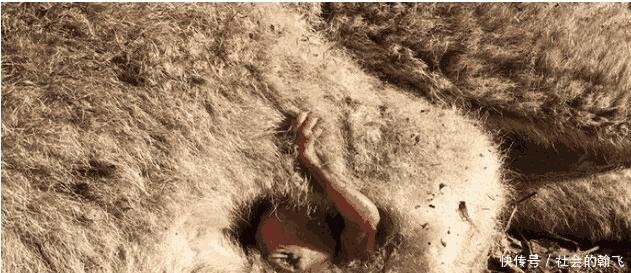 袋鼠妈妈出车祸去世,肚子在动, 扒开一看让人感