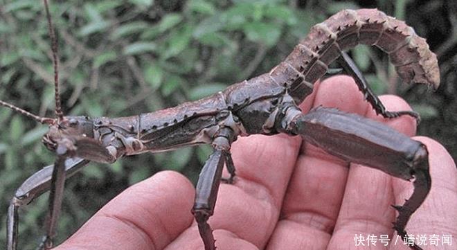 奇闻:树龙虾大伙一定没听说过和没见过吧,想尝