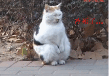 壁纸 动物 猫 猫咪 小猫 桌面 220_154 gif 动态图 动图