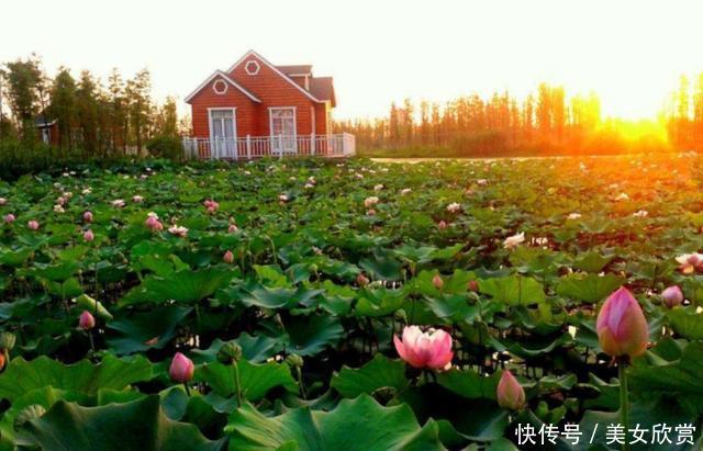 心理测试:觉得哪一个荷花池最漂?测试你的贵人在什么时候出现! 澳门99真人网址