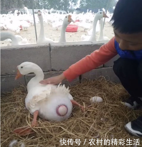 农村小男孩给自家鹅“接生”,00后看不懂,80后满眼泪水!