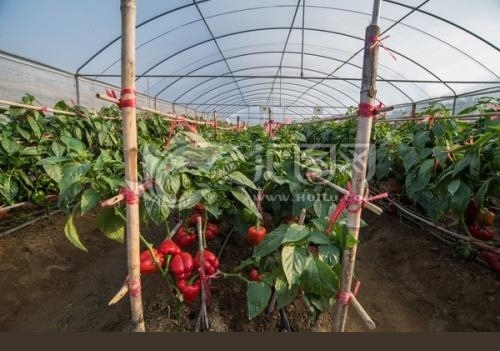 大棚辣椒怎么吊绳_360问答
