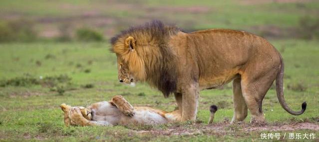 摄影师野外冒死抓拍,狮子夫妻惹不起,只能欺