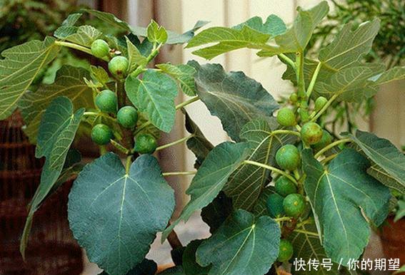 这5种果树最适合懒人种,特别好打理,果子结的