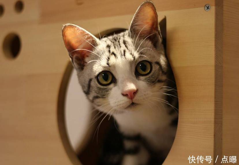 心理测试:最想抱哪个小猫咪回家,测一测你的爱情观是怎样的