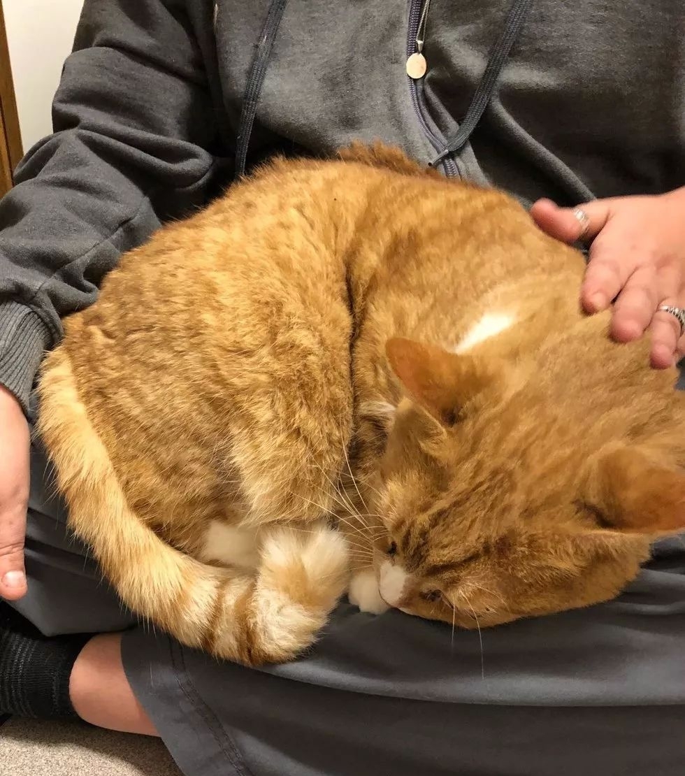 一只胖橘居然因为太粘人而遭到前主人的遗弃,