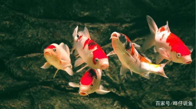 腾冲市花卉水族花卉经营部（腾冲市花卉水族花卉经营部地址）