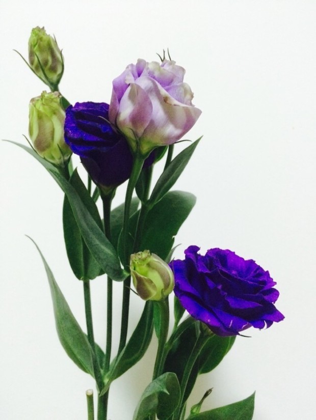 天蝎座的幸运花是龙胆花