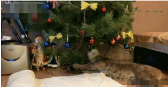 美洲狮咬坏东西被爸爸一通训斥,接着它就扑到