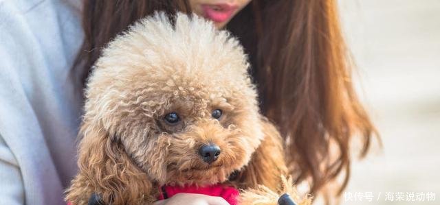 贵宾犬吃什么牌子的狗粮好