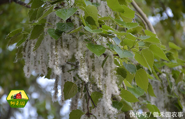 到了杨絮飘扬的季节,您过敏了吗?有没有呼吸困