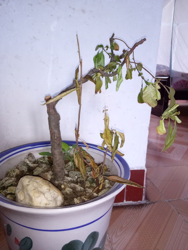 梗海棠,年初两个主枝,其中一枝不明原因枯死,近几天,另一枝叶子枯萎了