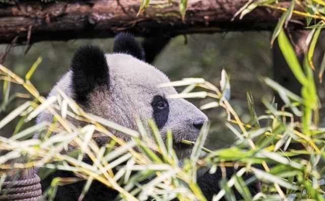 成都看熊猫最佳去处:面积很大,可近距离感受熊