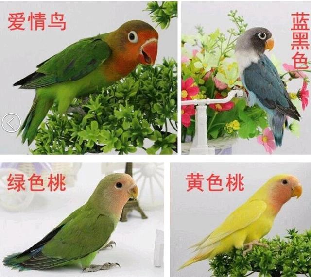 养了3天就受不了的4种鹦鹉,不是主人不爱,是逼
