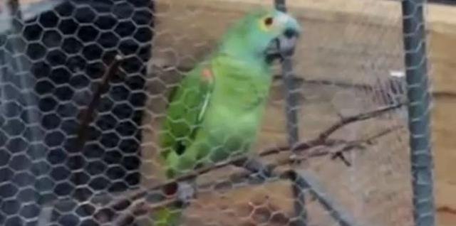 鹦鹉给毒贩通风报信 被警察逮捕