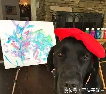 狗狗画家的故事,狗中的达芬奇,显现了十足的艺