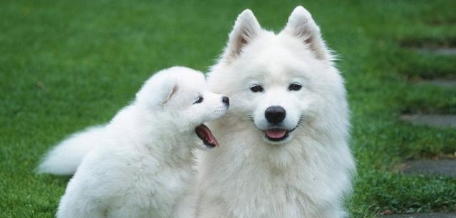 最不忠诚的5种狗狗,被戏称为白眼狼,看看你家