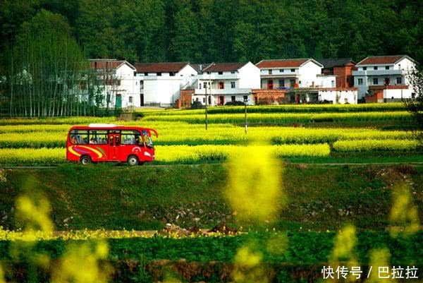 农村一野草，泡水喝入口就回甘，养肝一绝，生嚼效果更好