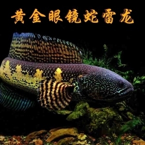 買養(yǎng)魚缸到什么地方買好（買養(yǎng)魚缸到什么地方買好一點）