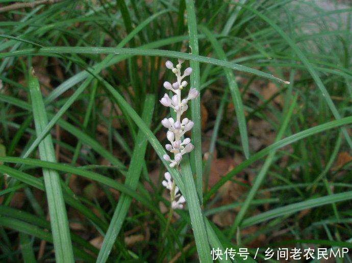 路边一种常见的小草, 泡水喝可以有助睡眠, 你见