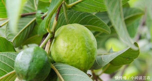 农村很常见水果,蛋白质和维生素C含量很高,你