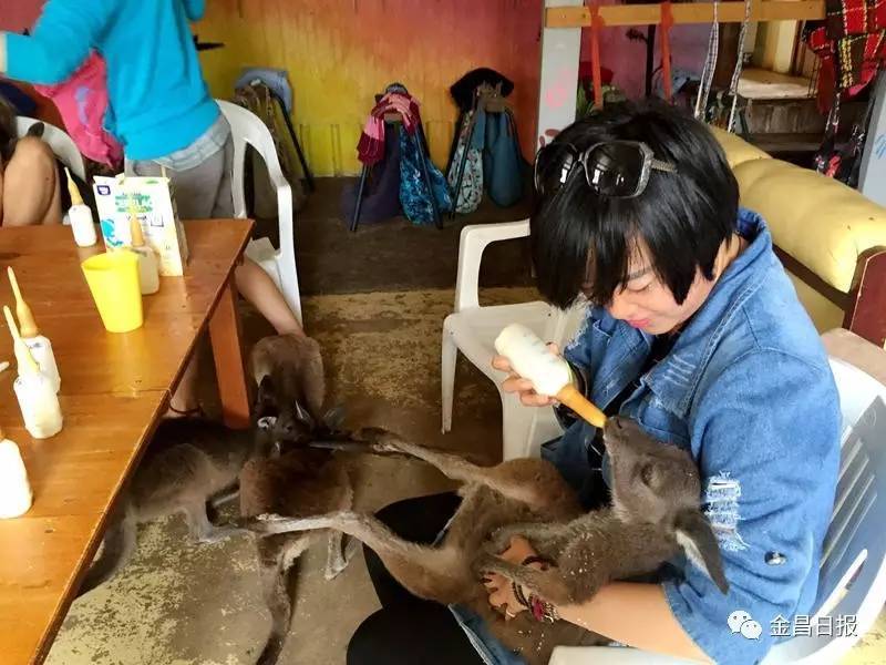 金昌姑娘李依晋在澳大利亚打工旅行的故事