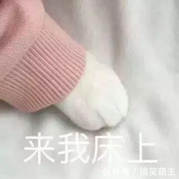 卖萌猫咪表情:你这个小可爱,电你喔信简易包表情微图片