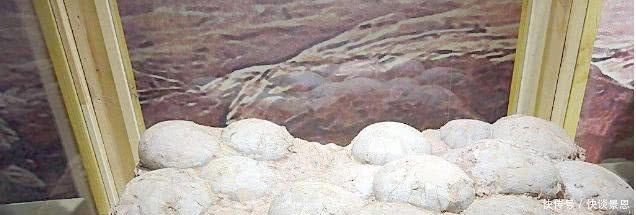 春秋古墓出土2500年前鸡蛋 将送恒温湿柜等待化验 春秋古墓出土2500年前鸡蛋 将送恒温湿柜等待化验