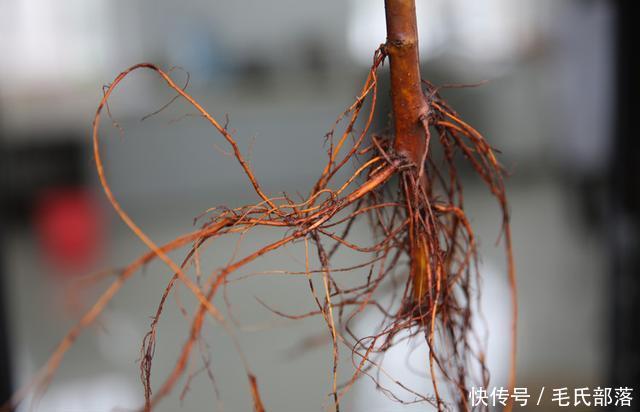 苹果树栽培技术｜苹果树自根砧分枝大苗的特点