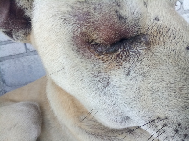 我家的狗眼睛肿了很大一块,眼睛下面都是眼屎
